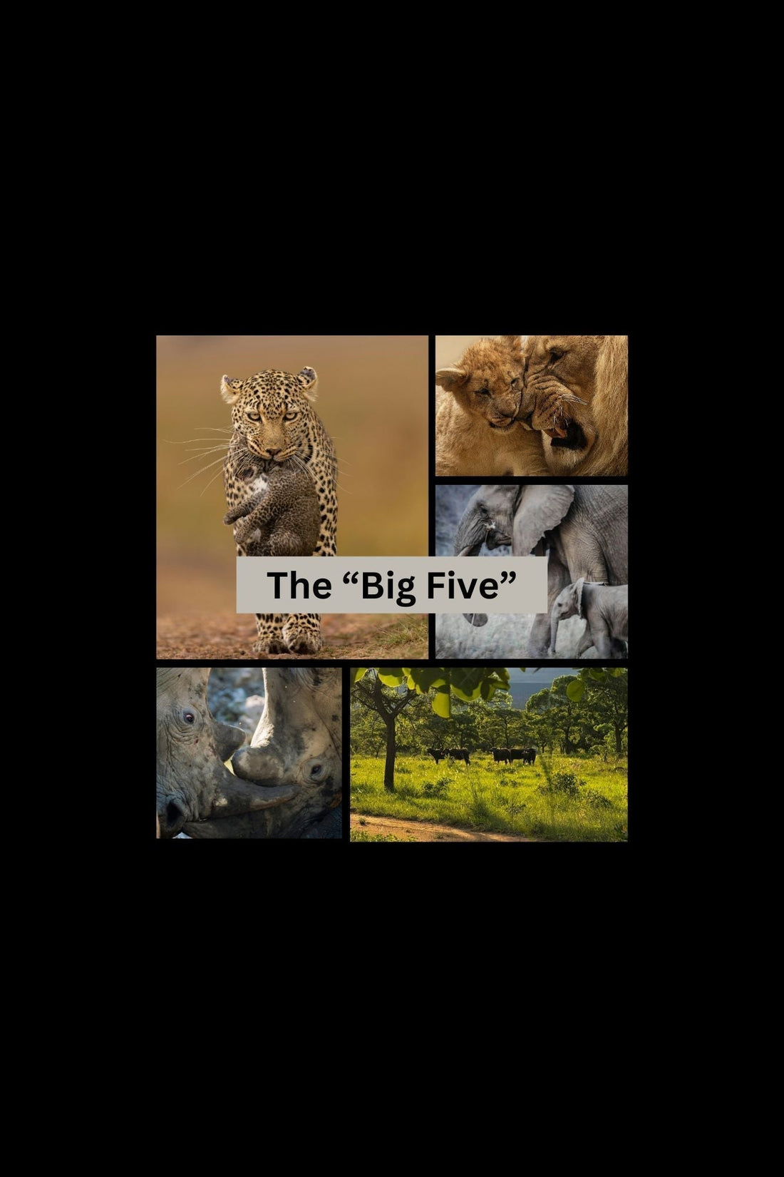 What are the 'Big Five' of safari animals?