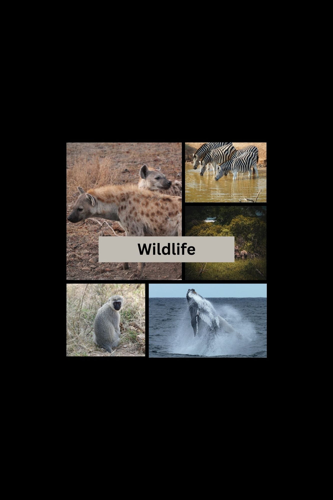 What wildlife can I see in Africa?