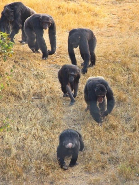 Add Chimp Rescue Center (+1 Day)