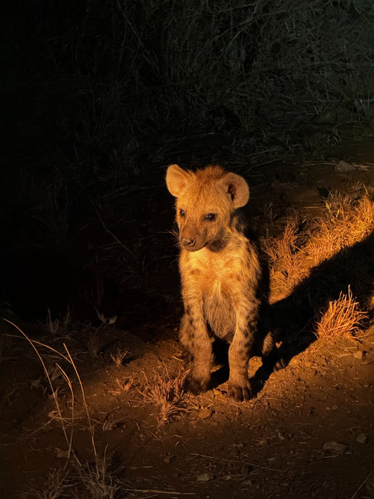 Add Kruger National Park Night Drive