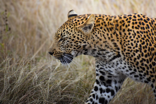 4 Day Kruger Safari