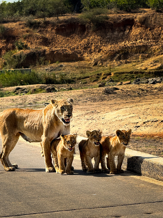 6 Day Kruger Safari