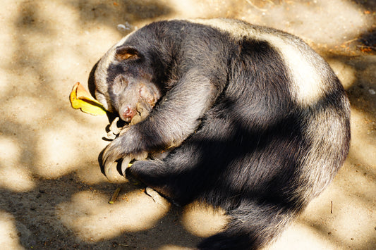 Add Wildlife Rehabilitation Experience (+1 Day)