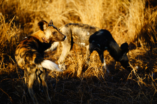 8 Day Kruger Safari