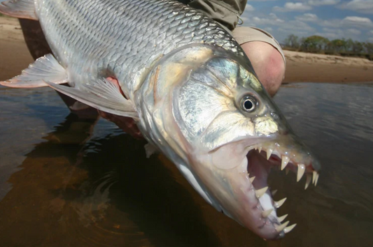 Add Tiger Fishing (+2 Days)